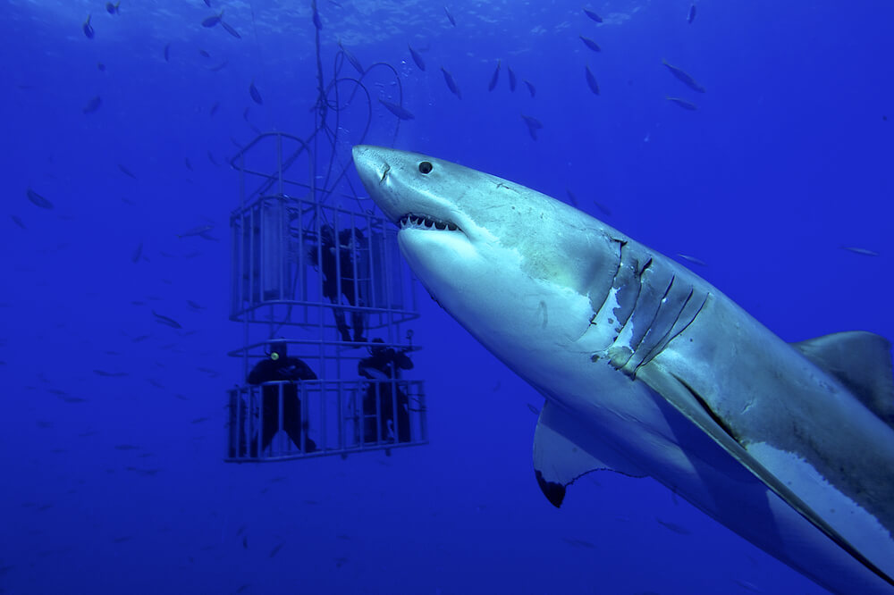 כריש לבן מקיף כלוב ובו מדענים החוקרים אותו. צילום: shutterstock