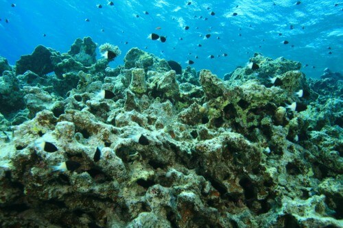 שונית אלמוגים שנפגעו כתוצאה מהתחממות כדור הארץ ומרעלים. צילום: shutterstock