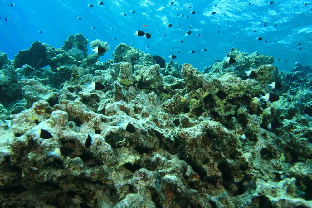 A coral reef damaged by global warming and toxins. Photo: shutterstock
