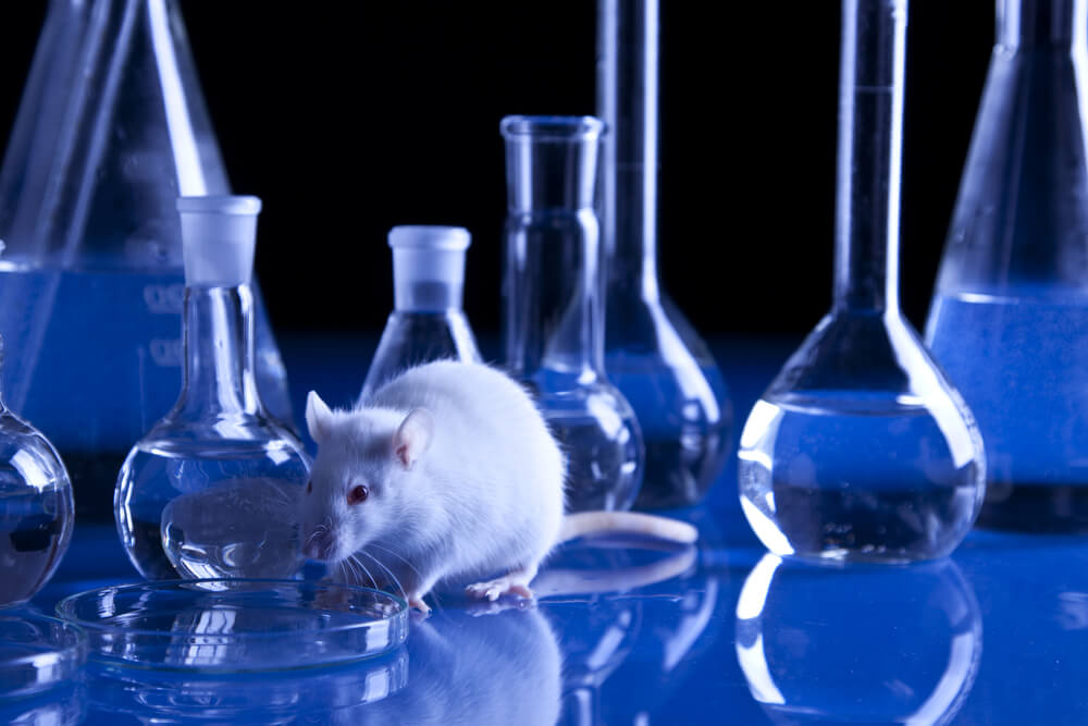 Experiments on animals. Photo: shutterstock
