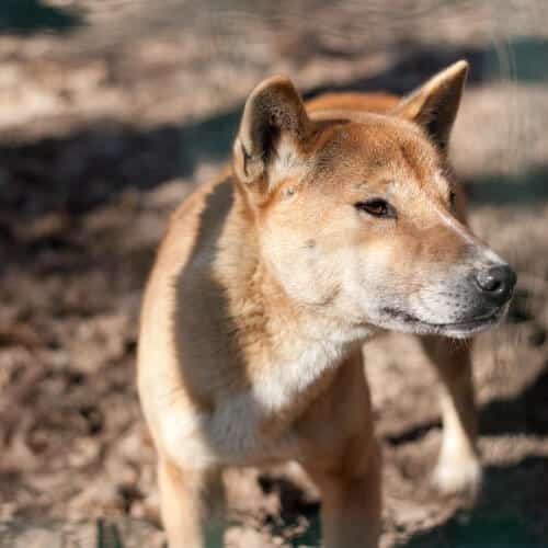 A singing dog from New Guinea in captivity. Photo: shutterstock