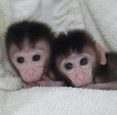 Cloned macaque twins born in China, January 2014. Photo: Cell