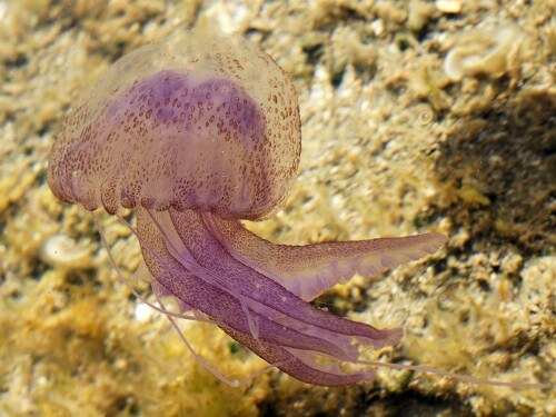 Pink jellyfish Pelagia noctiluca on the shores of Sardinia. From Wikipedia