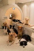 כלבים במרכז לחקר המוח בבודפשט. צילום: Borbala Ferenczy