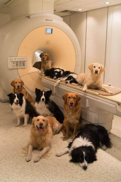 Dogs at the brain research center in Budapest. Photo: Borbala Ferenczy