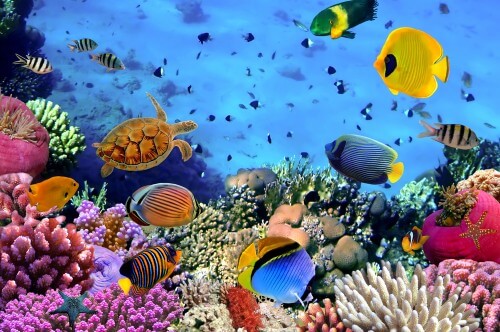 A coral reef and the fish that live near it in the Red Sea, off the coast of Egypt. Photo: shutterstock