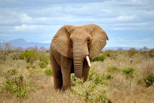 Elephant. Photo: shutterstock