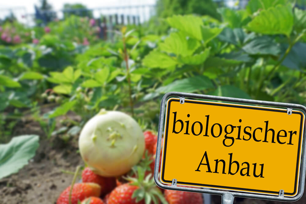 A field of organic strawberries and kohlrabi and a sign in the German language "organic farming". Photo: shutterstock