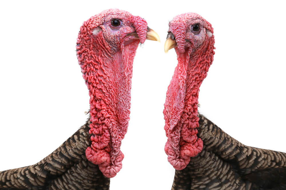 Angry turkeys. Photo: shutterstock
