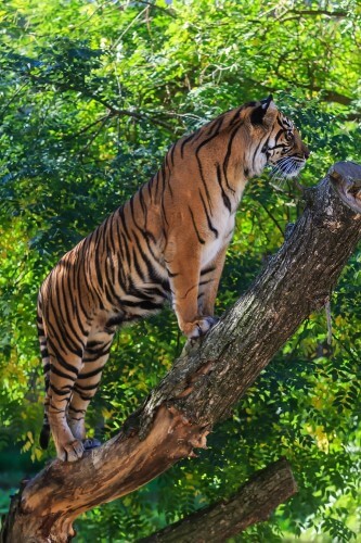 טיגריס מטפס על עץ - שני יצורים שונים, אבולוציה עם מטרה זהה. צילום: shutterstock