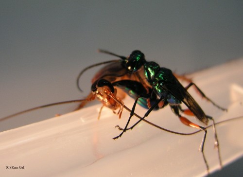 The jewel leprosy stings a cockroach. Photo, Dr. Ram Gal, Ben Gurion University