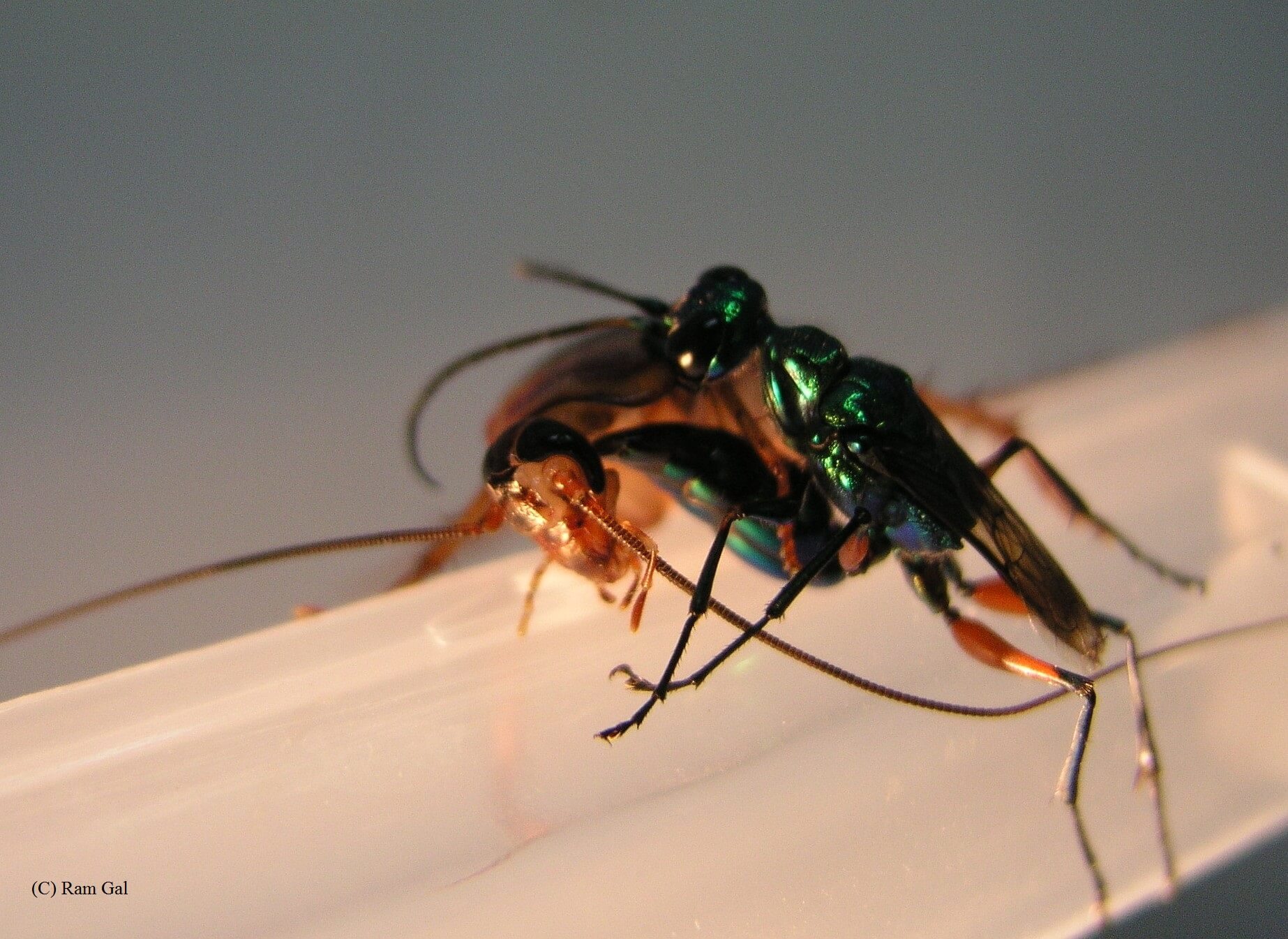 The jewel leprosy stings a cockroach. Photo, Dr. Ram Gal, Ben Gurion University