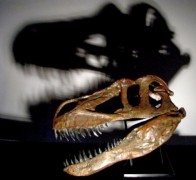 דינוזאור ממין חדש היה באורך 10 מטרים ושקל 4-5 טון. צילום: כריסטופר הנדריקס, CC-BY