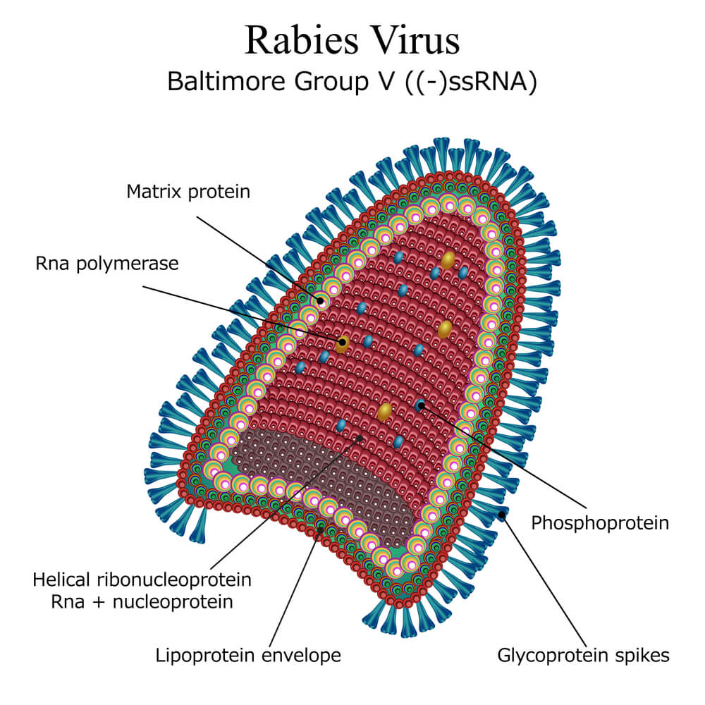 Rabies virus. Illustration: shutterstock