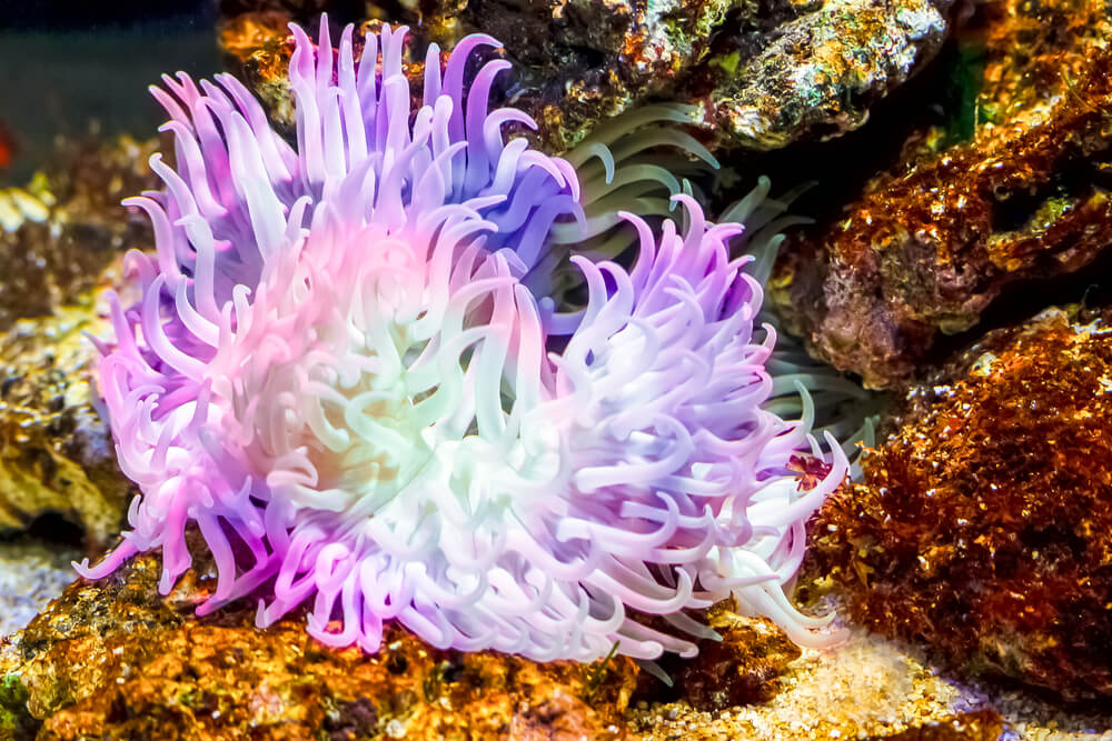כלנית הים (Sea anemone) . צילום: shutterstock