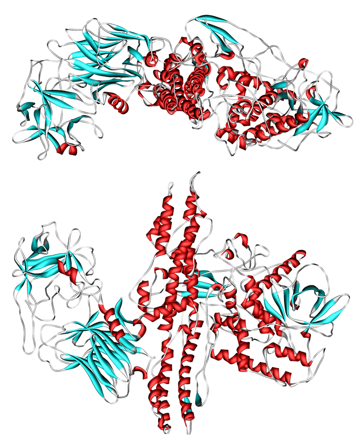 نموذج ثلاثي الأبعاد لتوكسين البوتولينوم من النوع A الائتمان: ويكيبيديا، المصدر: D. B. Lacy et al.، التركيب البلوري للسم العصبي من النوع A وآثاره على السمية، Nat.Struct.Biol، العدد 5، الصفحات 898-902، 1998