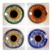 דוגמה ליעילות הטיפול על אנשים עם צבעי עיניים שונים. צילום: מכון דוידסון לחינוך מדעי.