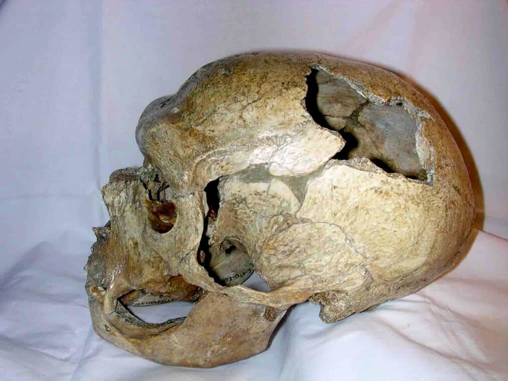 جمجمة إنسان نياندرتال، لا شابيل أو سانت، فرنسا. من ويكيبيديا