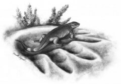שיחזור של טורף זעיר בן 300 מיליון שנה המכונה Eocasea, בתוך טביעת רגל של אוכל העשב הגדול ביותר בתקופה של לפני 270 מיליון שנה, ה- Cotylorhynchus. איור: דניאל דופו
