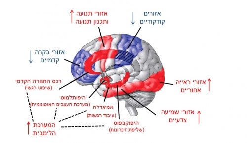 תמונה מס' 2 -  פעילות המוח בשנת REM: אזורים פעילים יותר (אדום) ופחות (כחול) בזמן שנת REM בהשוואה לערות. הממצאים מבוססים על מחקרי זרימת דם במוח (PET) במהלך שנת REM. (Adapted from Kussey et al. INTERNATIONAL REVIEW OF NEUROBIOLOGY 2005)