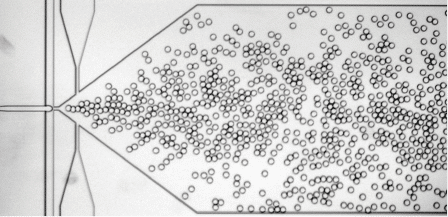 The two-dimensional system for the flow of water droplets in an oil stream, created by the scientists