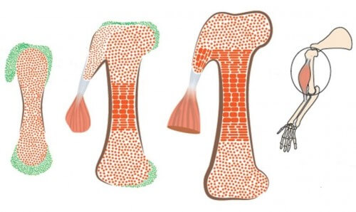 النموذج المعياري: مجموعتان مختلفتان من الخلايا - بانيات الغضروف (برتقالي) وبناة النتوءات العظمية (الأخضر) - تشارك في تطور العظام عند الجنين