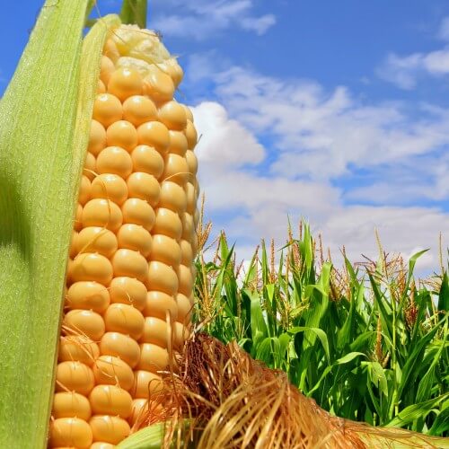 corn. Illustration: shutterstock