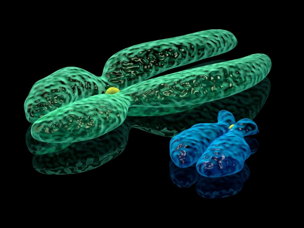 X chromosome and Y chromosome. Image: shutterstock