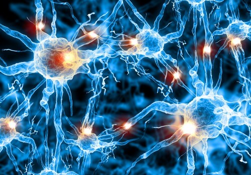 neurons. Illustration: shutterstock