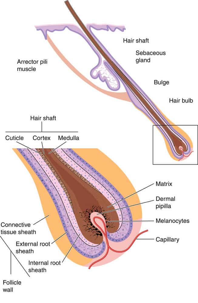 the structure of the hair. Illustration: shutterstock