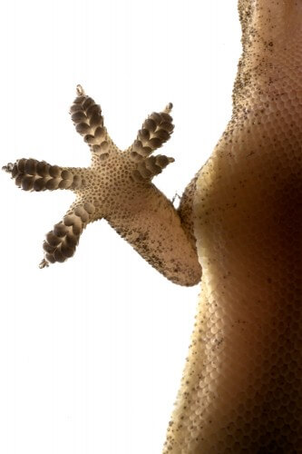 A gecko's leg. Photo: shutterstock