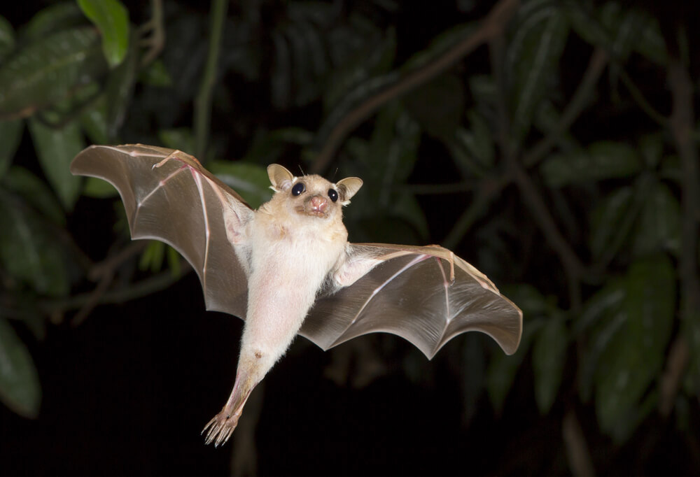 خفاش الفاكهة القزم يطير في الليل. الصورة: شترستوك