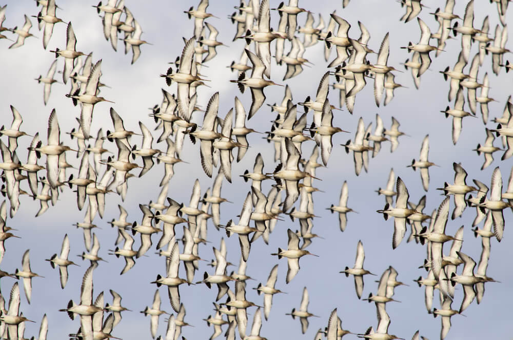 Flock of birds. Photo: shutterstock