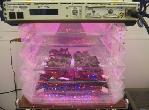 Red romaine lettuce plants grow in a prototype vegetable patch on a space mission. The facility will be launched inside the third supply spacecraft of the SpaceX Dragon model, today, April 14 from Cape Canaveral. Photo: NASA/Brian Unte