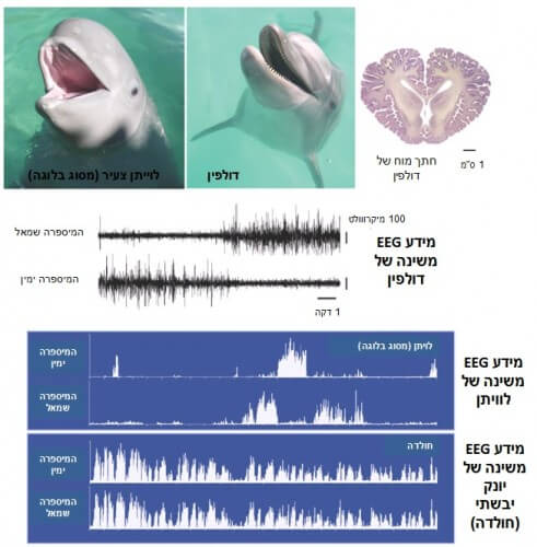 Image #1: Demonstration of unihemispheric sleep in marine mammals. EEG data from the sleep of a dolphin (center of the image) and a beluga whale (bottom of the image). It can be seen that the activity in the left hemisphere is different from the activity in the right hemisphere (low on the left, high on the right and vice versa), this is in contrast to the sleep of a rat for example (bottom of the figure) where the activity is the same in both hemispheres. (Adapted with permission from Siegel JM. Nature 2005)
