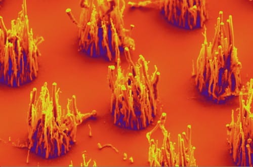 Researchers have demonstrated that they are able to produce vertical carbon nanofibers (VACNFs) using ambient air instead of ammonia gas. [Courtesy of Anatoli Melechko]