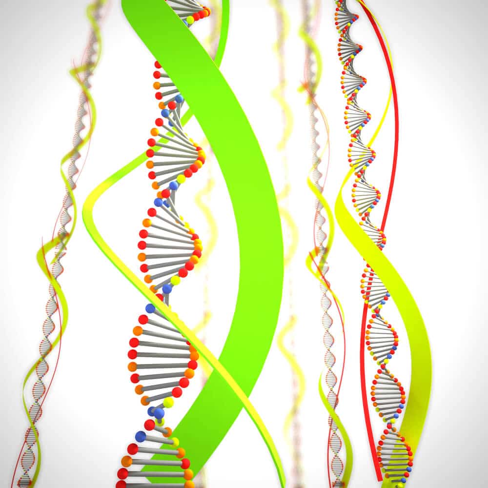 בסיסי DNA. איור: shutterstock