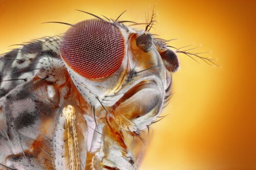 تم تصوير ذبابة الفاكهة باستخدام المجهر. الصورة: شترستوك