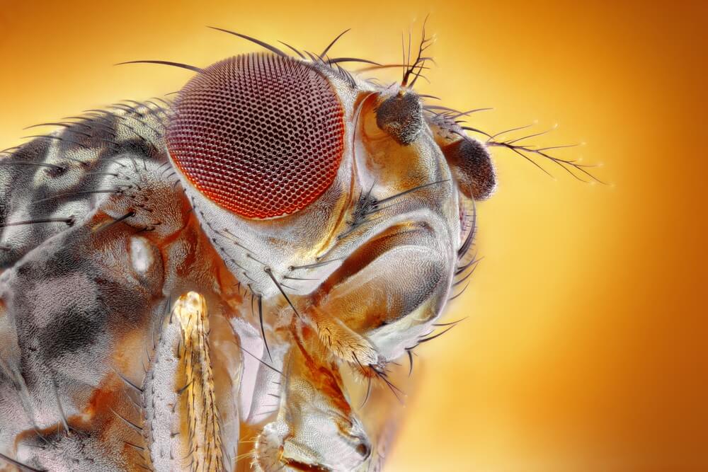 The fruit fly photographed using a microscope. Photo: shutterstock