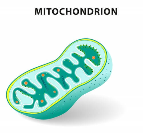 Mitochondria. Illustration: shutterstock