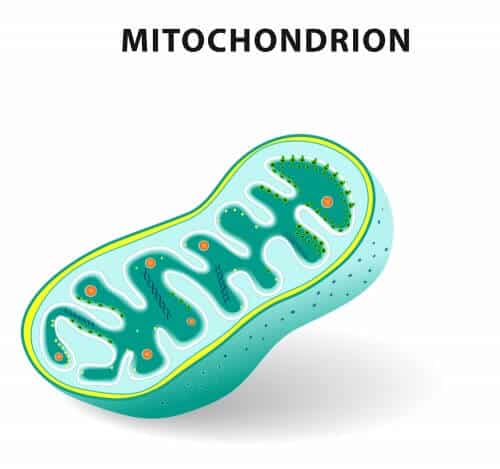 الميتوكوندريا. الرسم التوضيحي: شترستوك