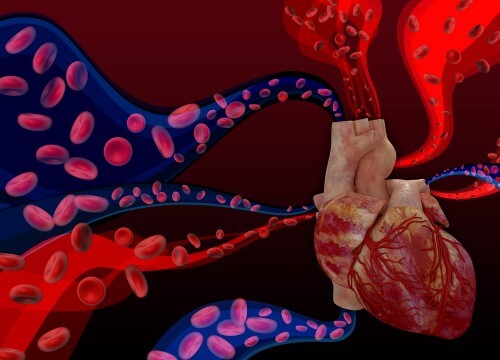 أمراض القلب والأوعية الدموية. الرسم التوضيحي: شترستوك