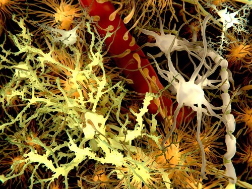 התאים העיקריים במוח: בצהוב נוירונים (תאי עצב), בכתום: אסטרוציטים, אפור: אויליגודנדרוצידים, בלבן, מיקרו גליה או  תאי המוח. איור: shutterstock