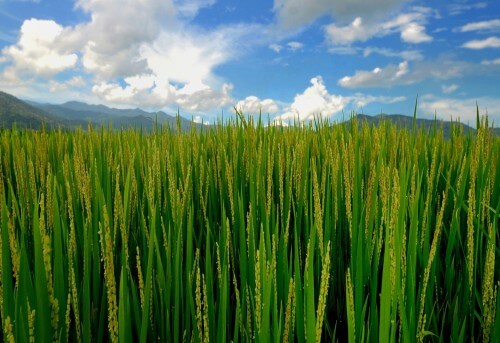 A rice field in the Philippines. Photo: shutterstock