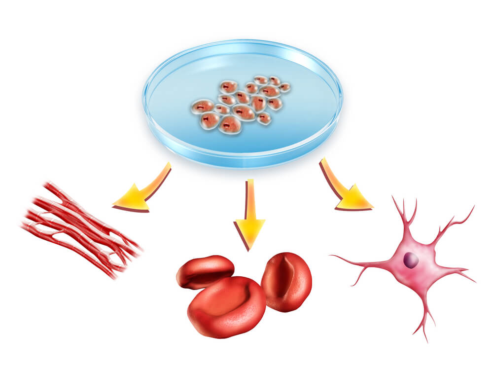 تمايز الخلايا الجذعية متعددة القدرات إلى أنواع مختلفة من الخلايا. الرسم التوضيحي: شترستوك