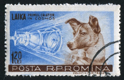 The dog liked a Roman stamp. Photo: rook125293 / Shutterstock.com