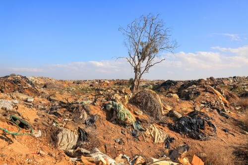 עץ בודד ביער של פסולת. צילום: shutterstock