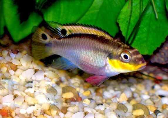 The spectacular colorful striped fish Striped Kribensis