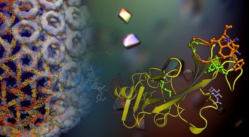 The crystal structure of a viral protein responsible for the entry of the Syrian-African rift valley fever virus into the host cell. Illustration courtesy of Dr. Eli Dessau, Galilee Faculty of Medicine, Bar-Ilan University