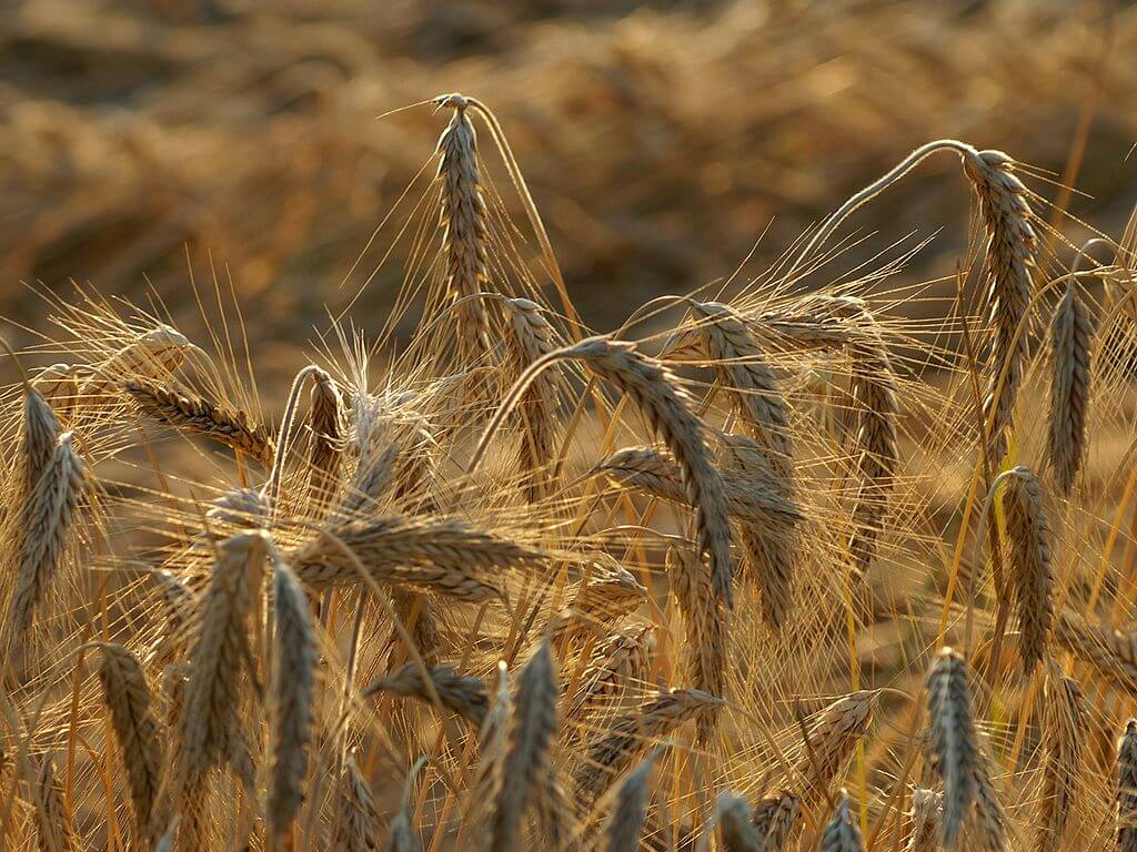 wheat From Wikipedia